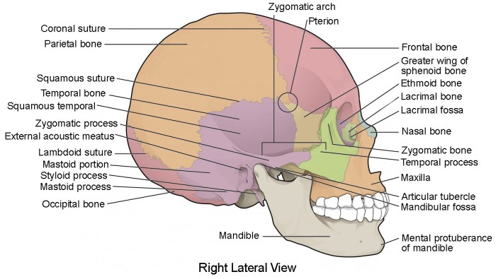 Label bones seen in the lateral view of the skull