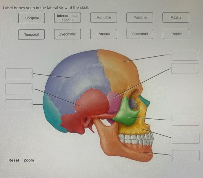 Label bones seen in the lateral view of the skull